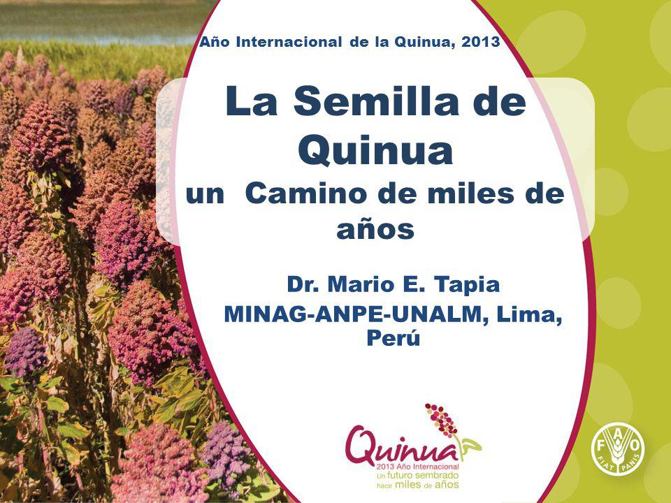 el origen de la quinua el origen de la quinua